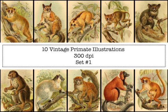 Unearthing Natural History: Vintage Primate Illustrations